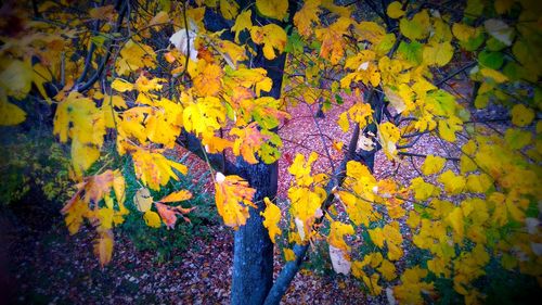 Close-up of autumn leaf