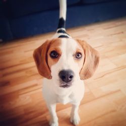 Portrait of dog standing on hardwood floor