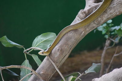 Close-up of lizard on leaves