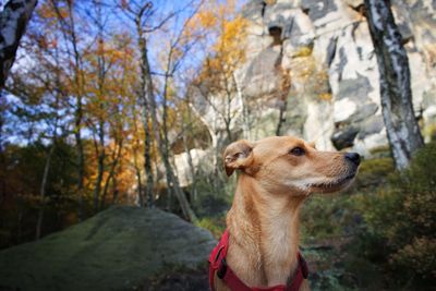 Dog looking away on rock