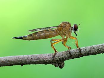 Close-up of damselfly perching on leaf