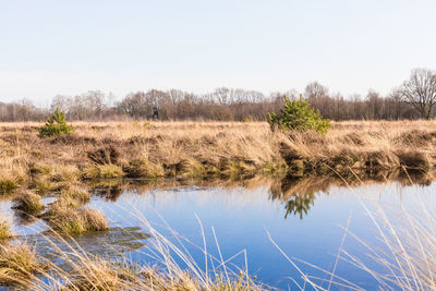 Scenic view of field by lake against clear sky