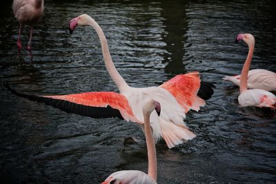 Flamingos in lake