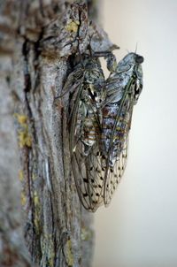 Close-up of butterfly on tree trunk