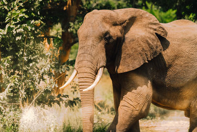 Elephant in forest during sunny day