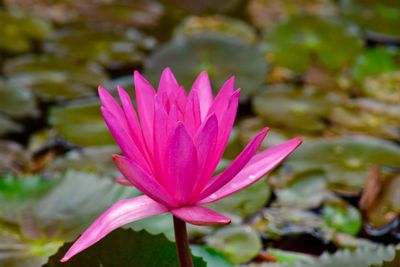 Close-up of lotus water lily in pond