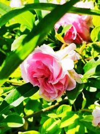 Close-up of pink rose