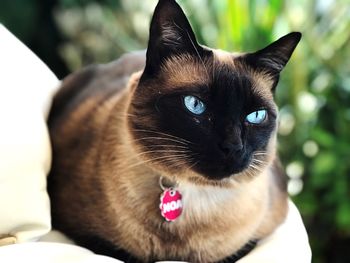 Close-up portrait of a cat