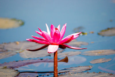 Close-up of pink lotus water lily in lake