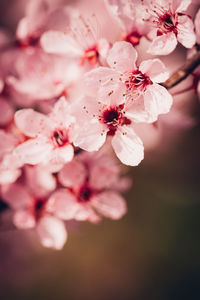 Close-up of pink cherry blossom