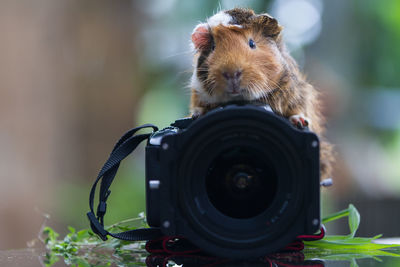 Portrait of a guinea pig with camera