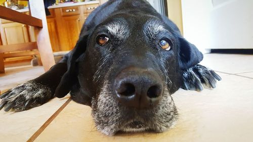 Close-up portrait of dog