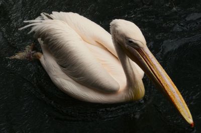 pelican