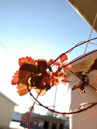 Close-up low angle view of flowers