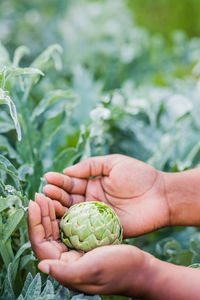 Close-up of fresh green plant