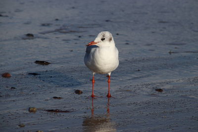 Seagull perching on a shore