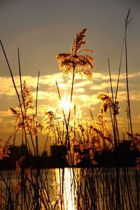 Sunset over lake