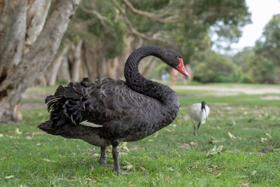 Black swan on a field