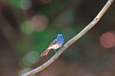Close-up of parrot perching on branch
