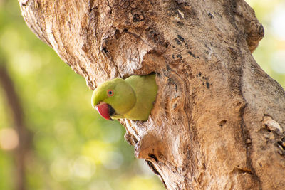 Close-up of a bird on tree