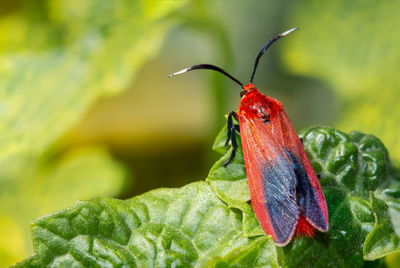 Close-up of insect on leaf