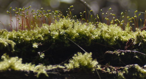 Close-up of plants against blurred background