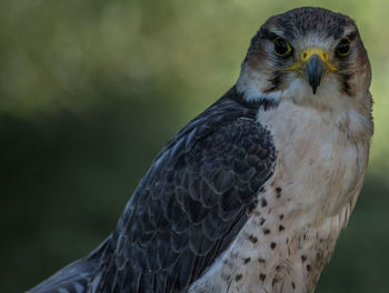 Close-up portrait of eagle