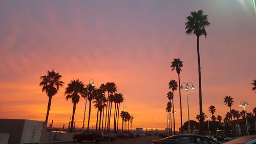Silhouette of palm trees during sunset