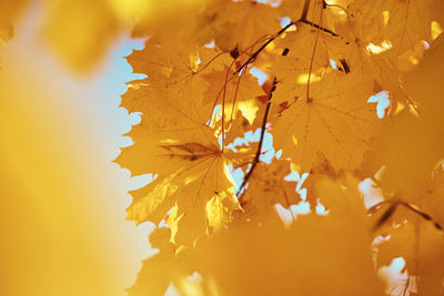 Close-up of yellow maple leaves