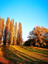 Trees on landscape against clear sky during autumn