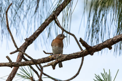 Female eastern bluebird sialia sialis perches on a branch high in a tree and looks down 