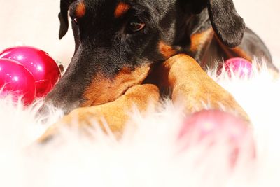 Close-up of dog at home