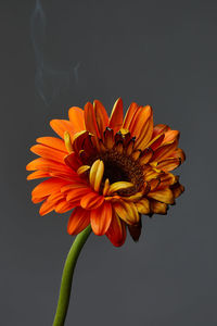 Close-up of orange gerbera daisy against black background