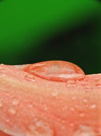 Close-up of orange slices