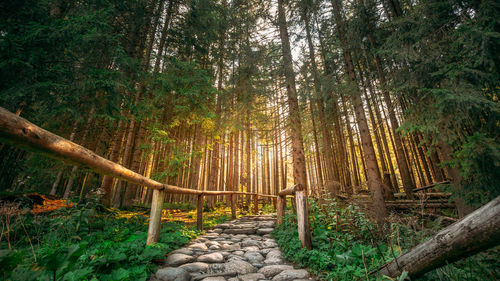 Trees in forest