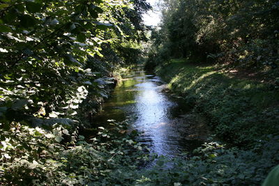 River in forest