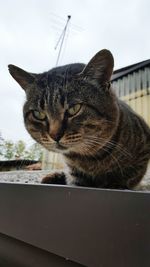 Close-up of cat sitting against sky