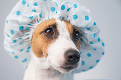 Close-up portrait of dog