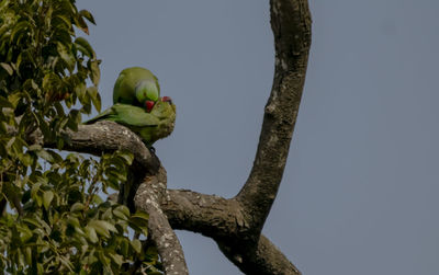 Low angle view of bird perching on tree against sky