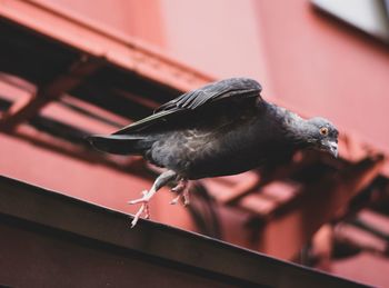 Close-up of a bird