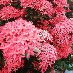 Close-up of pink flowers blooming outdoors