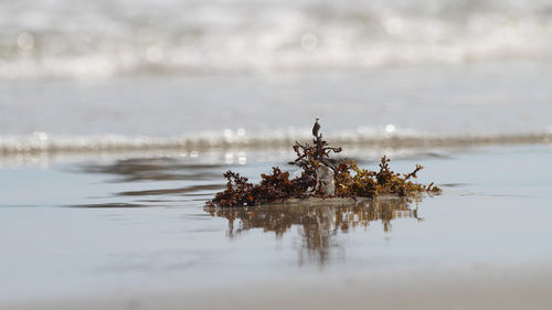 View of crab on beach