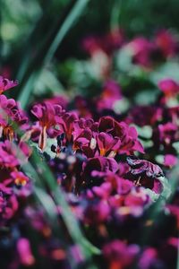 Close-up of pink flowering plant