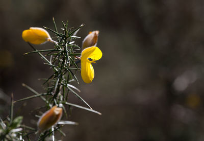 Close up of yellow flower