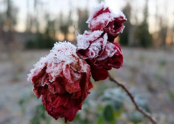 Close-up of wilted plant during winter