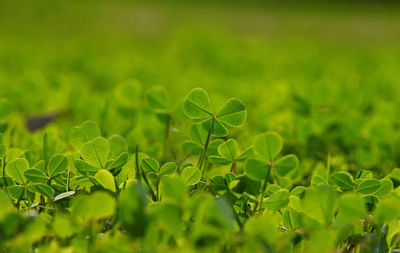 Close-up of clovers growing on field