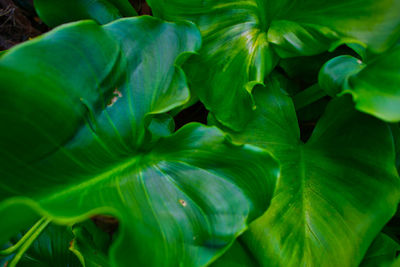 Full frame shot of fresh green leaves