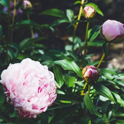 Close-up of pink flowers blooming outdoors