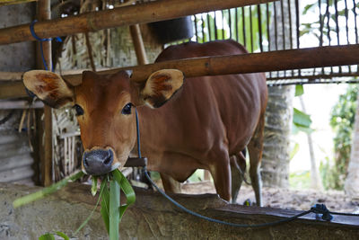 Close-up of cow standing outdoors