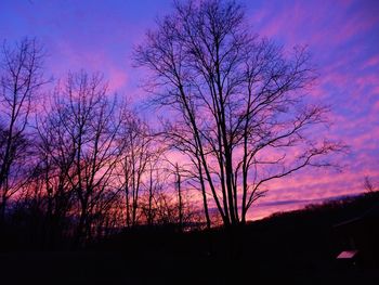 Silhouette of trees at sunset